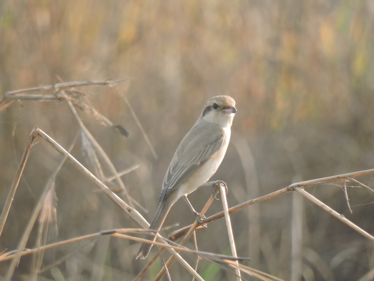 Antzandobi isabeldarra - ML647745576