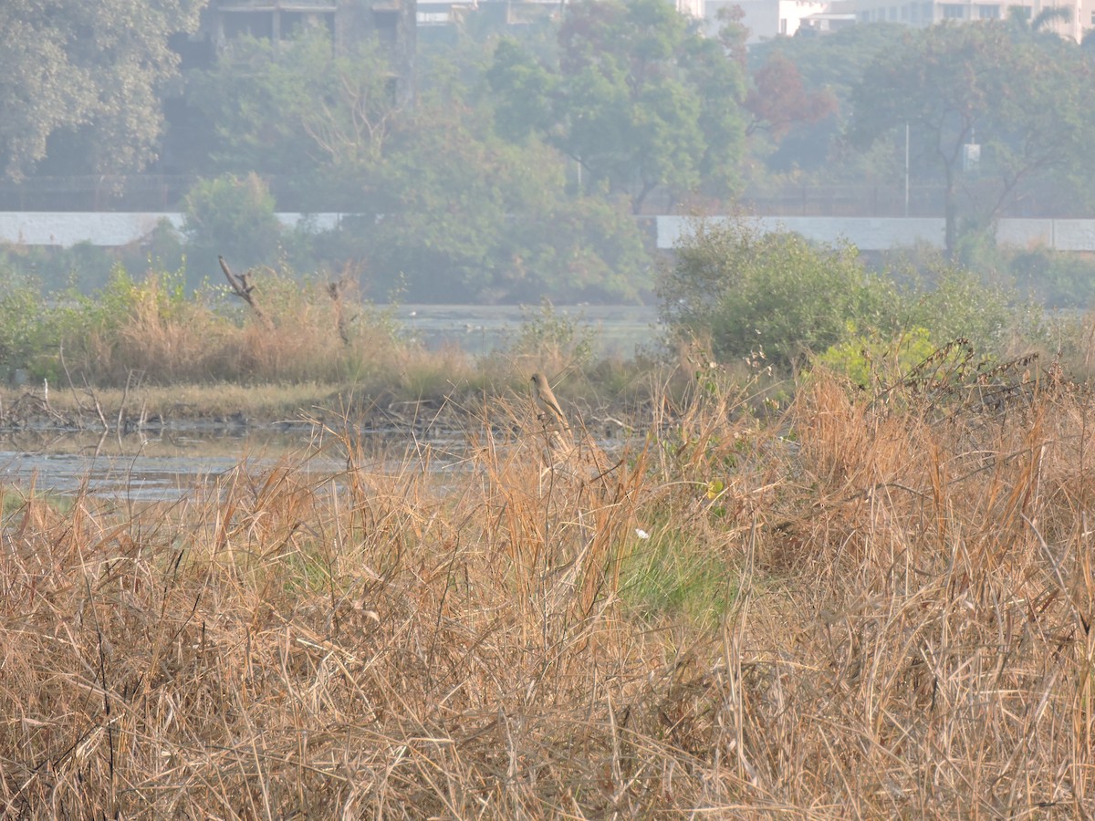 Antzandobi isabeldarra - ML647745577