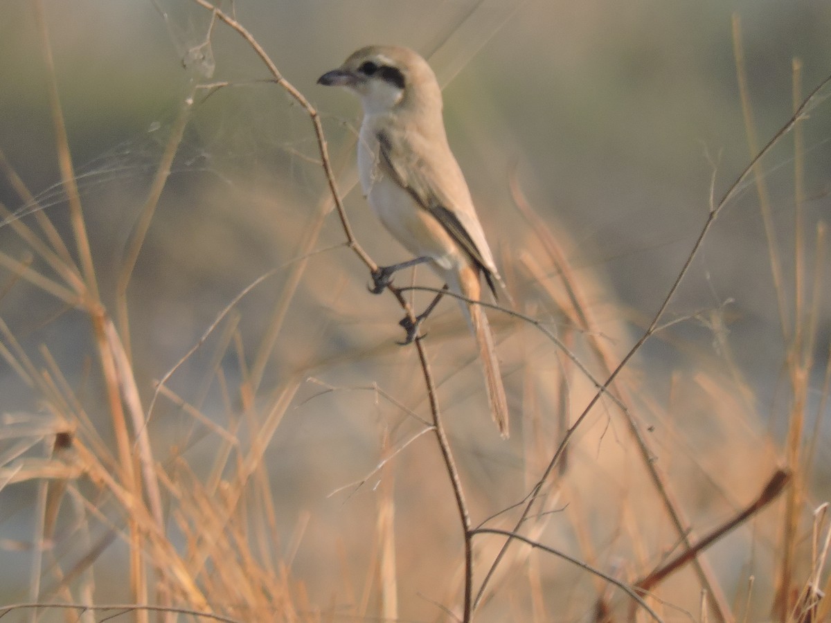 Antzandobi isabeldarra - ML647745578