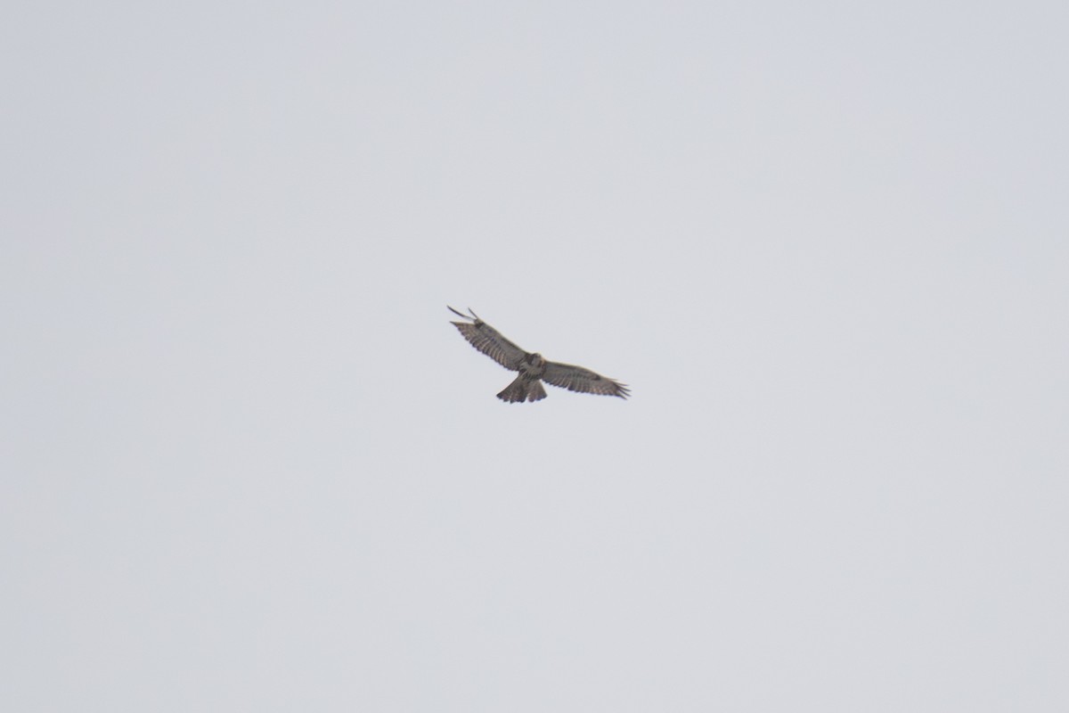Buteo sp. - ML647745610