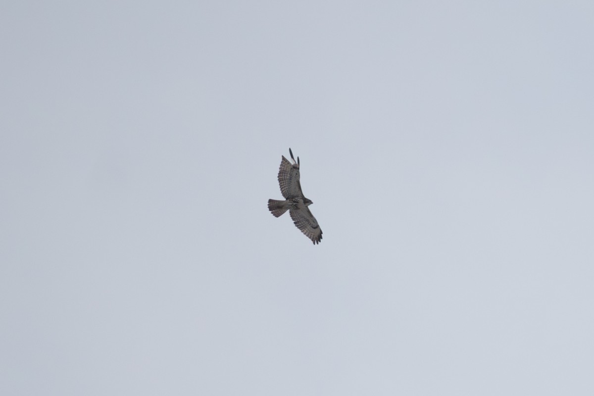 Buteo sp. - ML647745611
