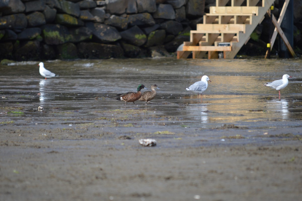 Chestnut Teal - ML647745629