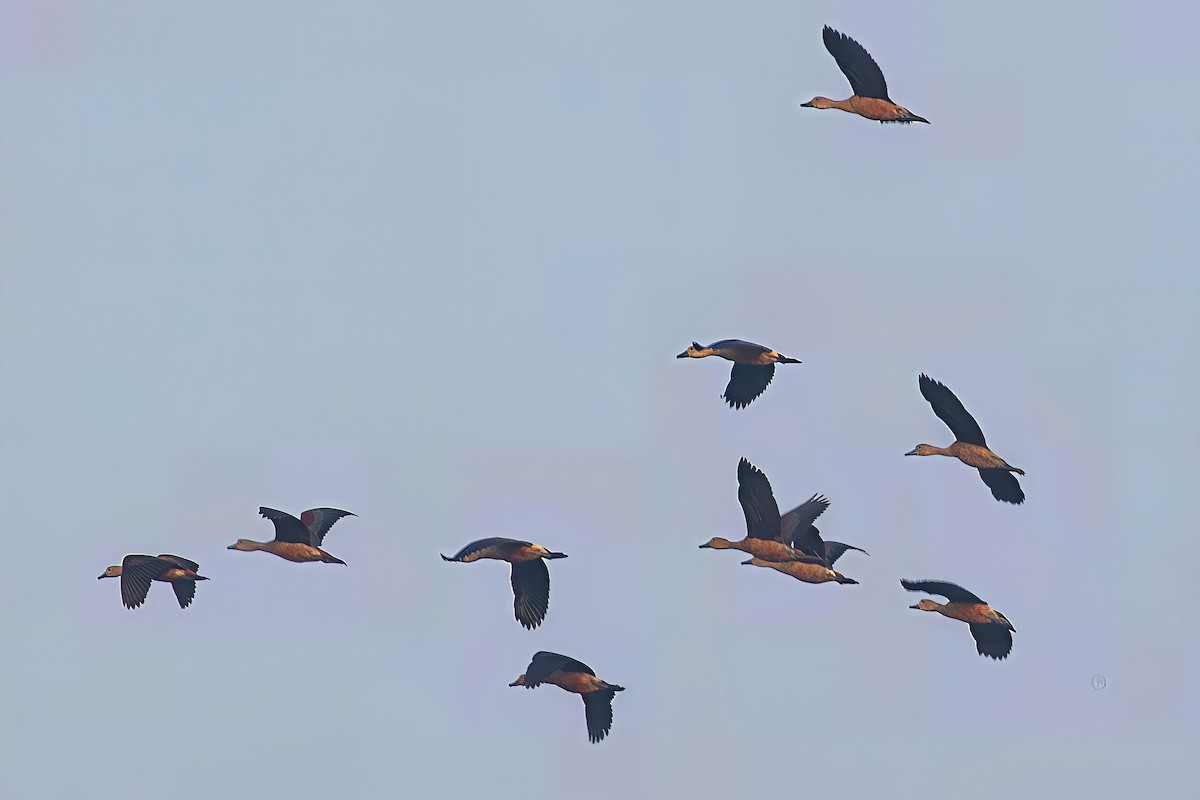 リュウキュウガモ - ML647745630