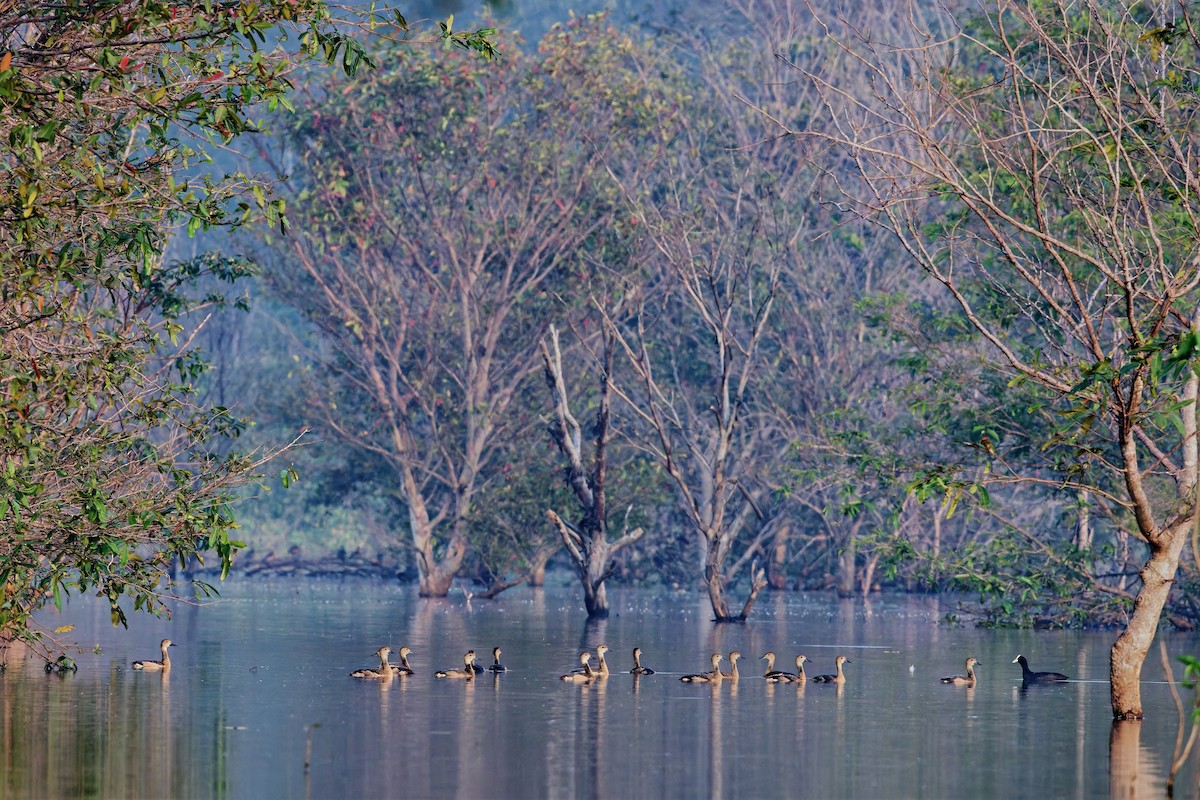 リュウキュウガモ - ML647745631