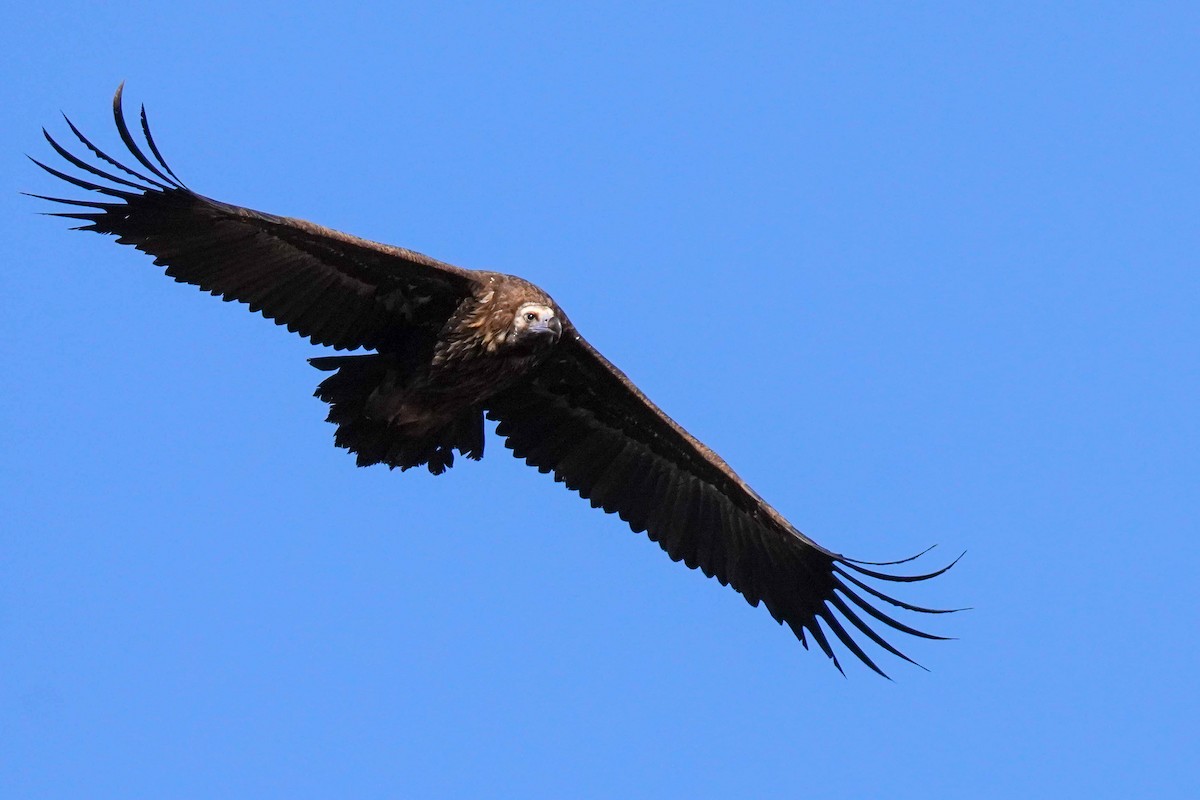 Buitre Negro - ML647745636