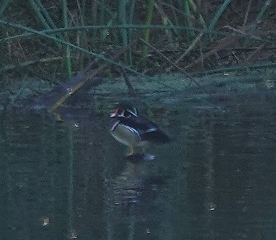 Ahate karolinarra - ML647745639