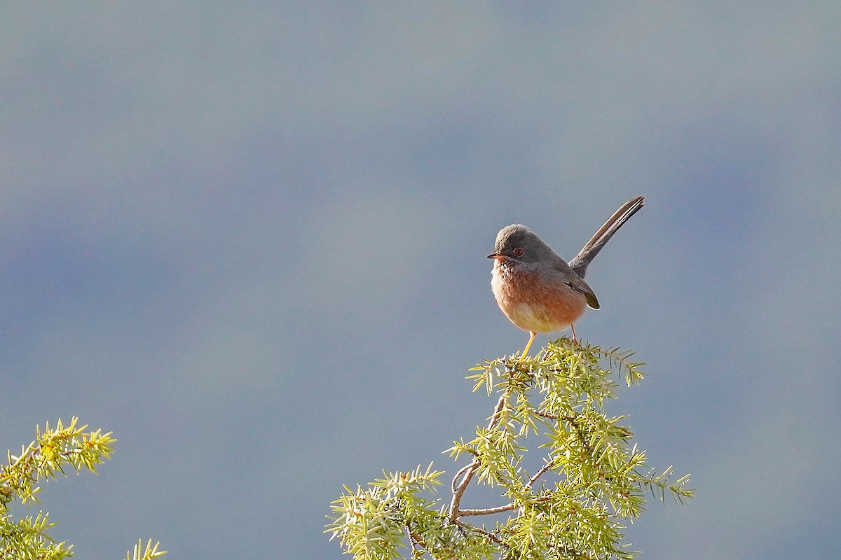 Dartford Warbler - ML647745646