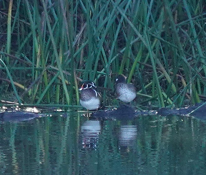 Ahate karolinarra - ML647745648