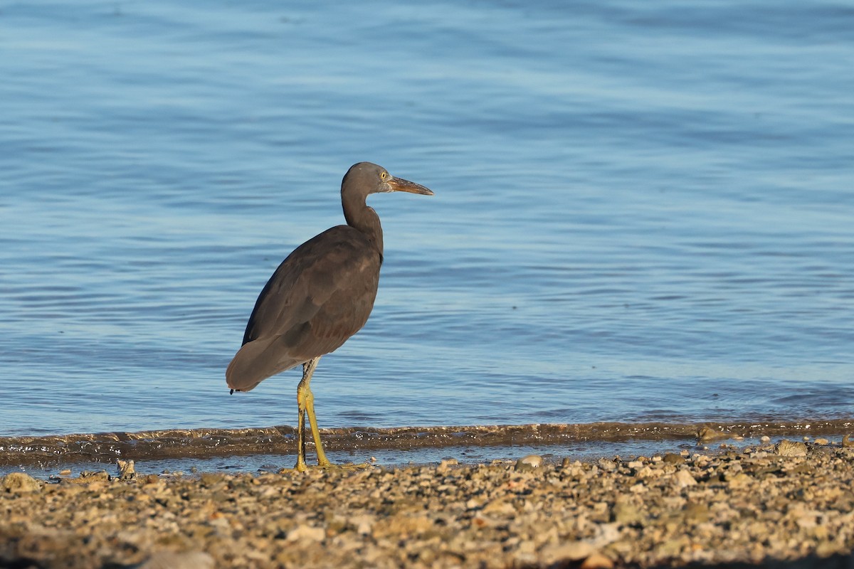 Pacific Reef-Heron - ML647745653