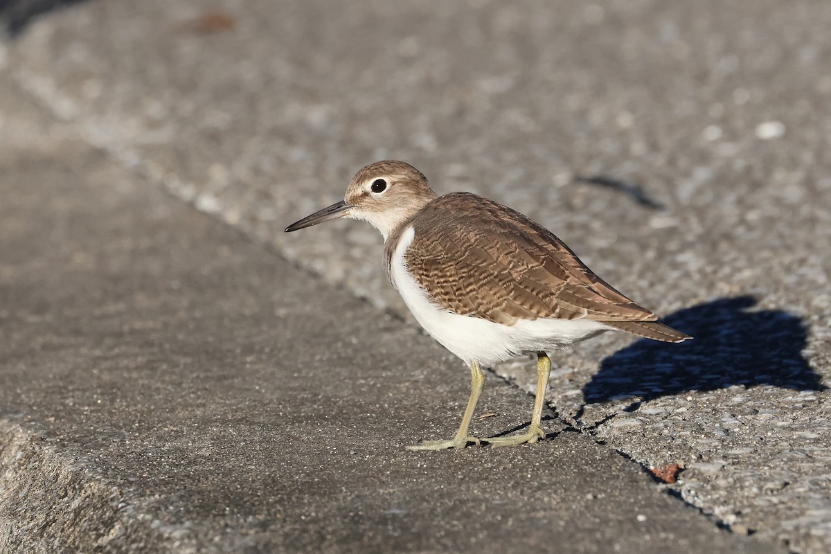 Common Sandpiper - ML647745656