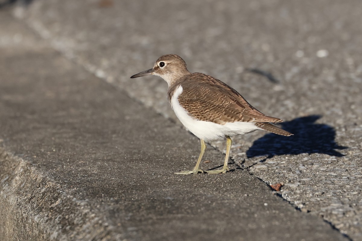 Common Sandpiper - ML647745657