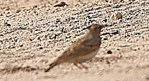 Calandra Lark - ML647745662
