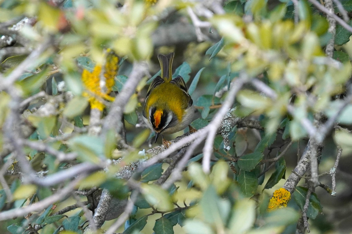 Common Firecrest - ML647745663