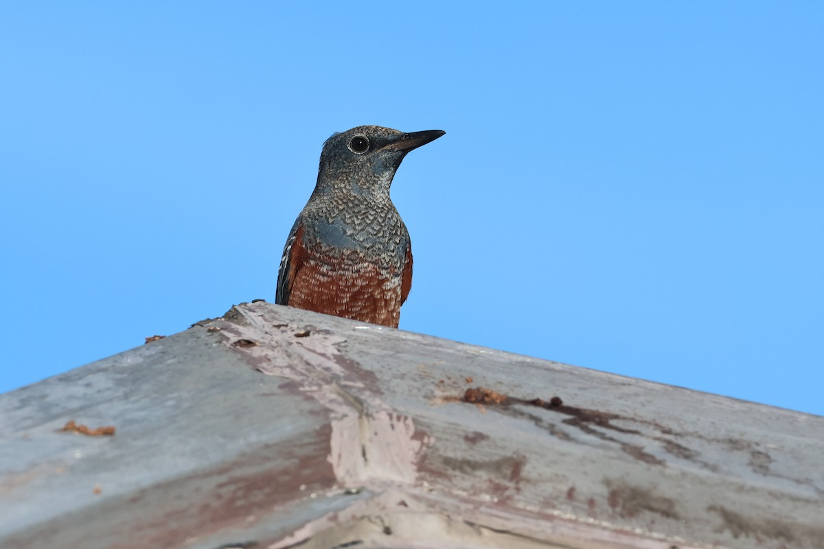 Blue Rock-Thrush - ML647745664
