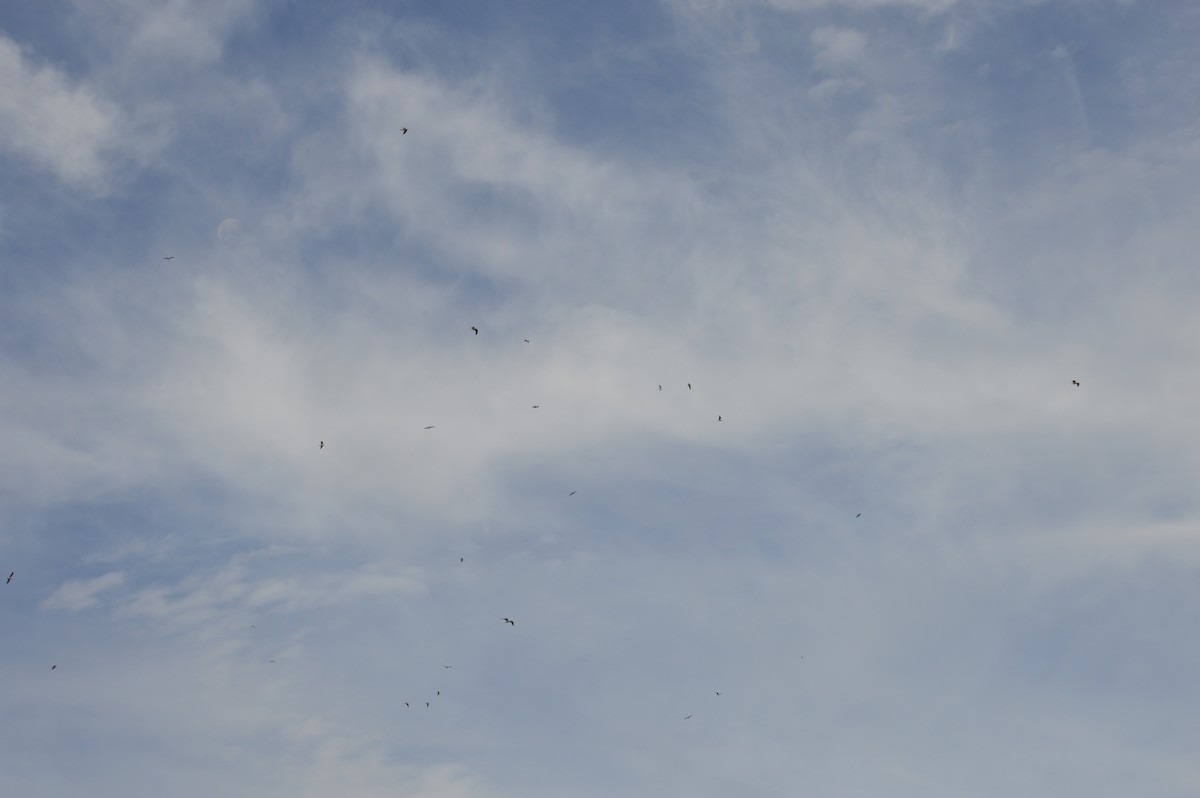 Silver Gull - ML647745665