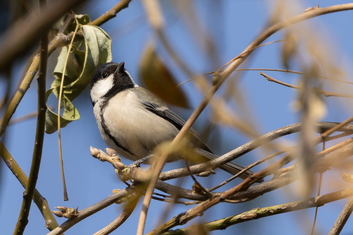 Asian Tit - ML647745666