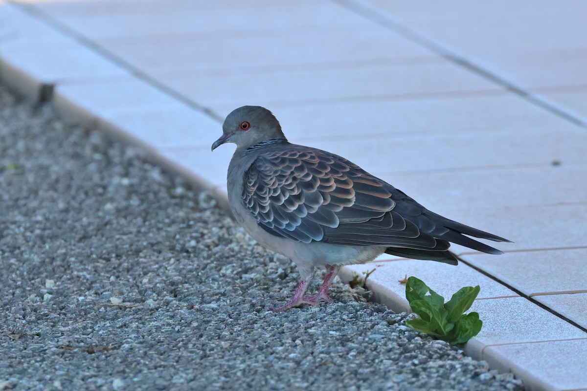 Oriental Turtle-Dove - ML647745667