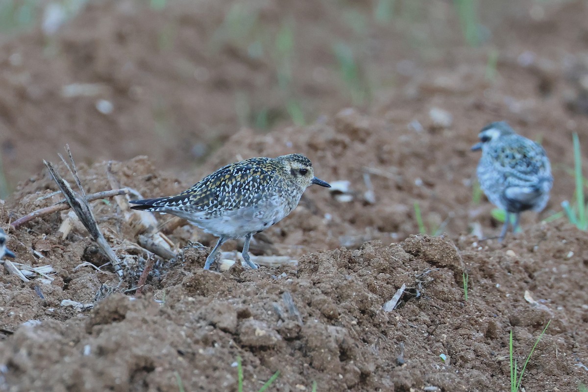 Pacific Golden-Plover - ML647745668