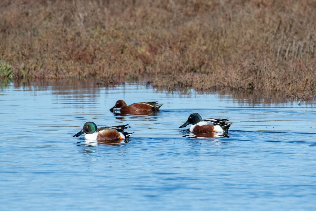 Northern Shoveler - ML647745670