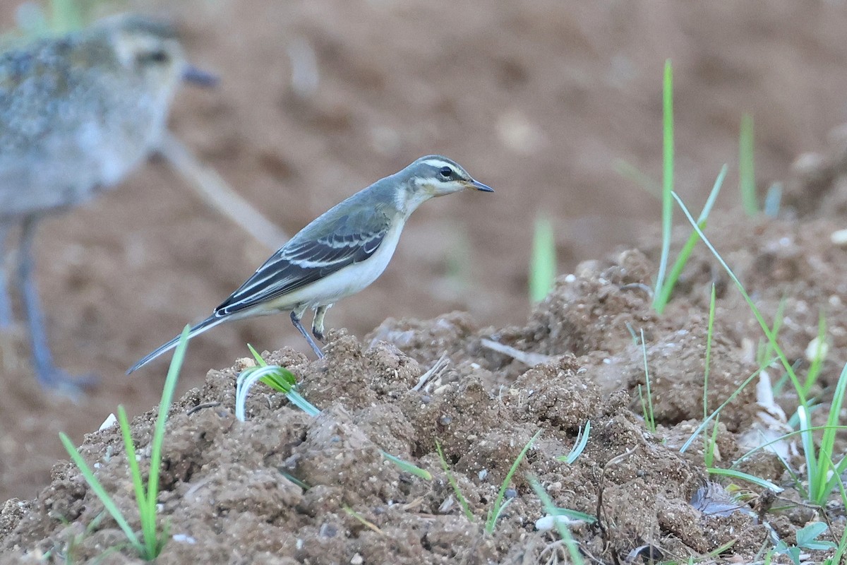 Eastern Yellow Wagtail (Green-headed) - ML647745673