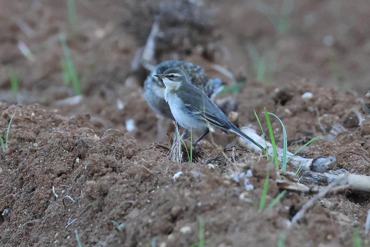 Eastern Yellow Wagtail (Green-headed) - ML647745674