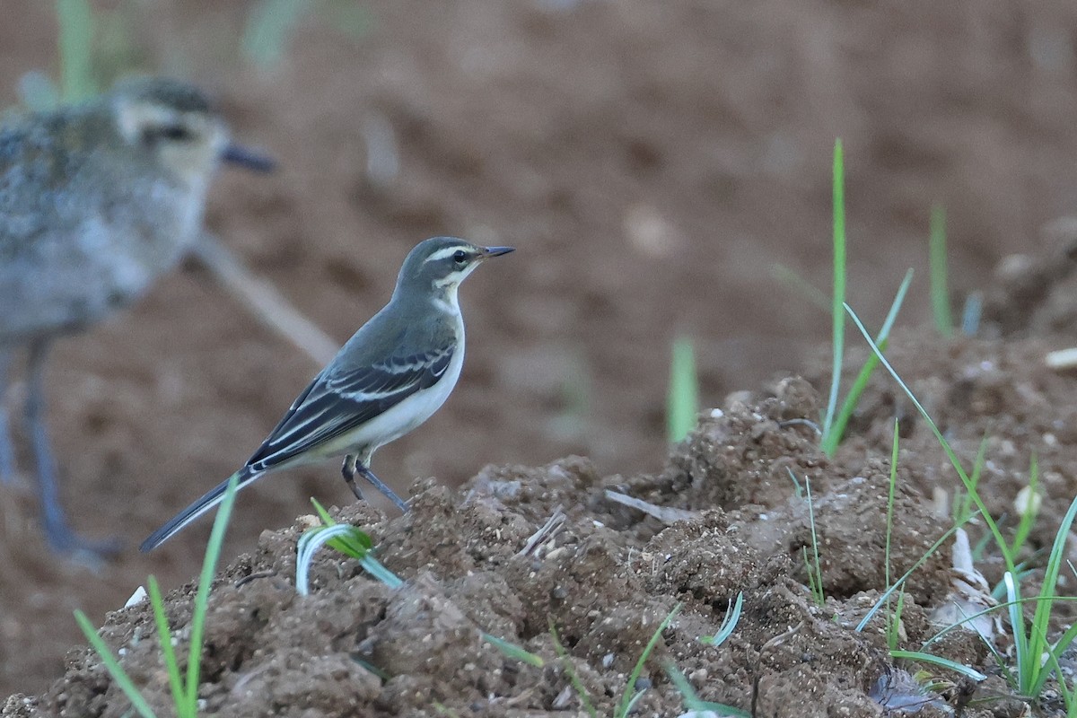 Eastern Yellow Wagtail (Green-headed) - ML647745675