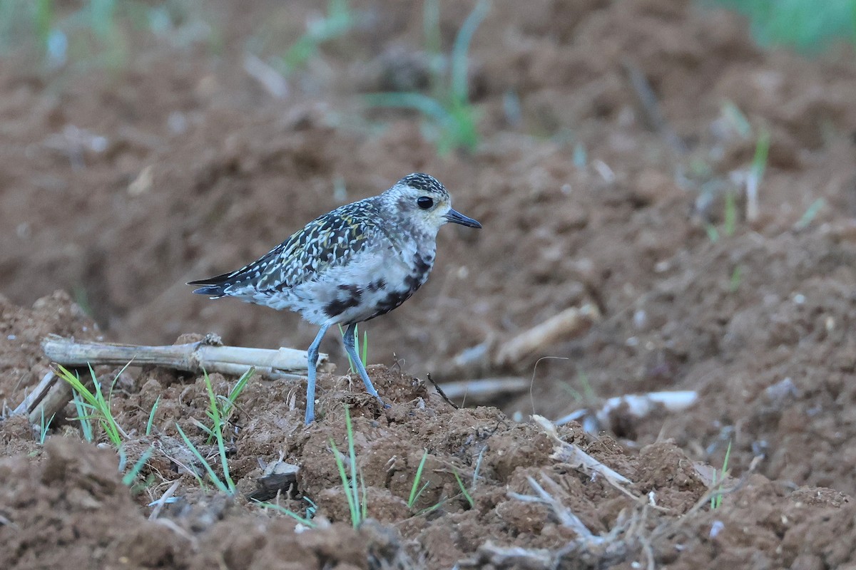 Pacific Golden-Plover - ML647745676