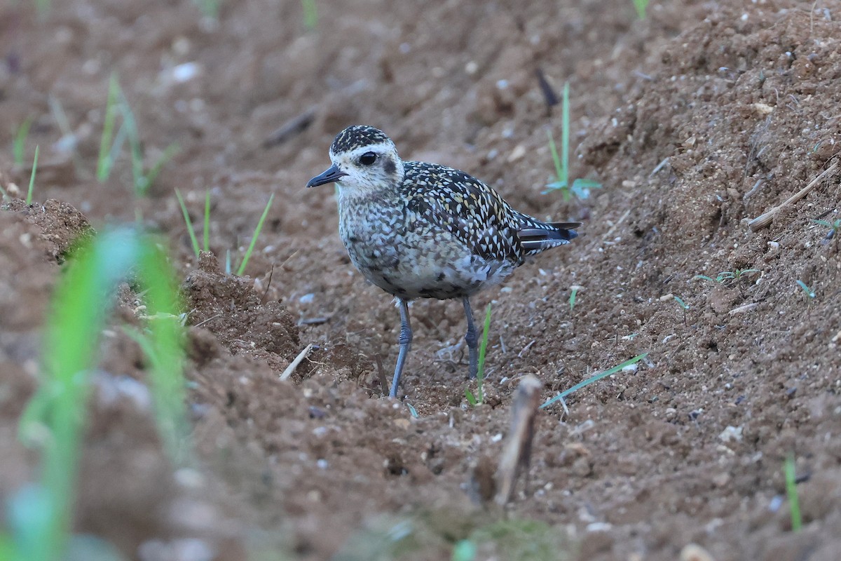 Pacific Golden-Plover - ML647745677
