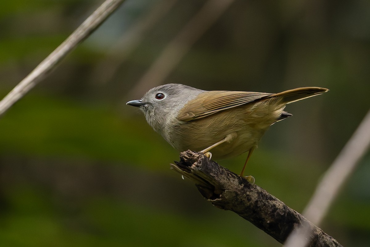 David's Fulvetta - ML647745680