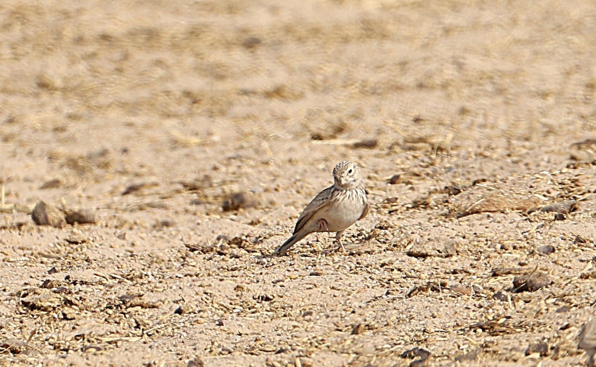 Greater Short-toed Lark - ML647745681