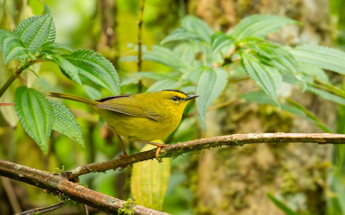 Black-crested Warbler - ML647745682