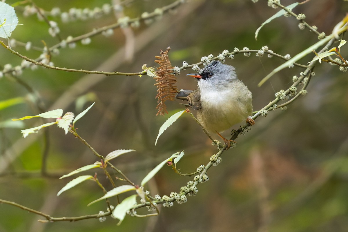 Black-chinned Yuhina - ML647745686