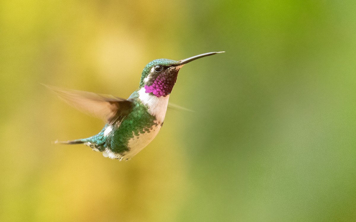 White-bellied Woodstar - ML647745687