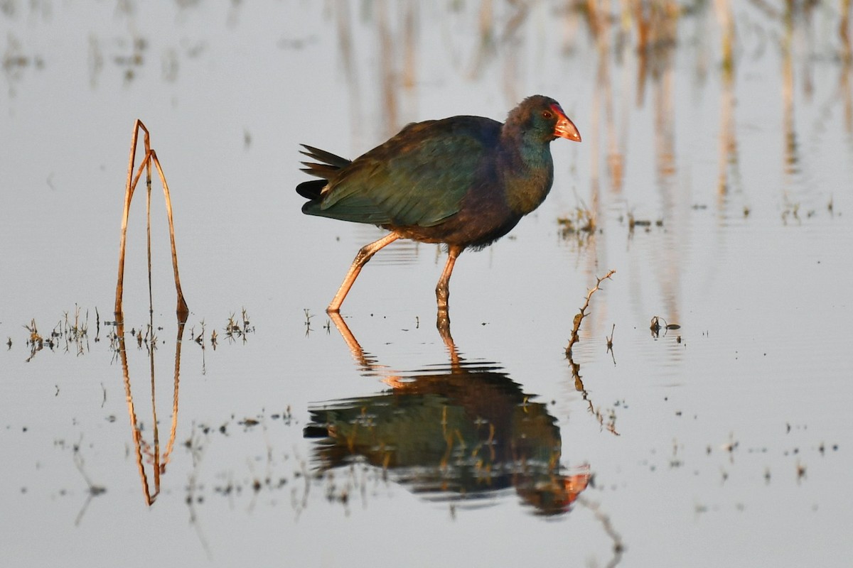Gray-headed Swamphen - ML647745688