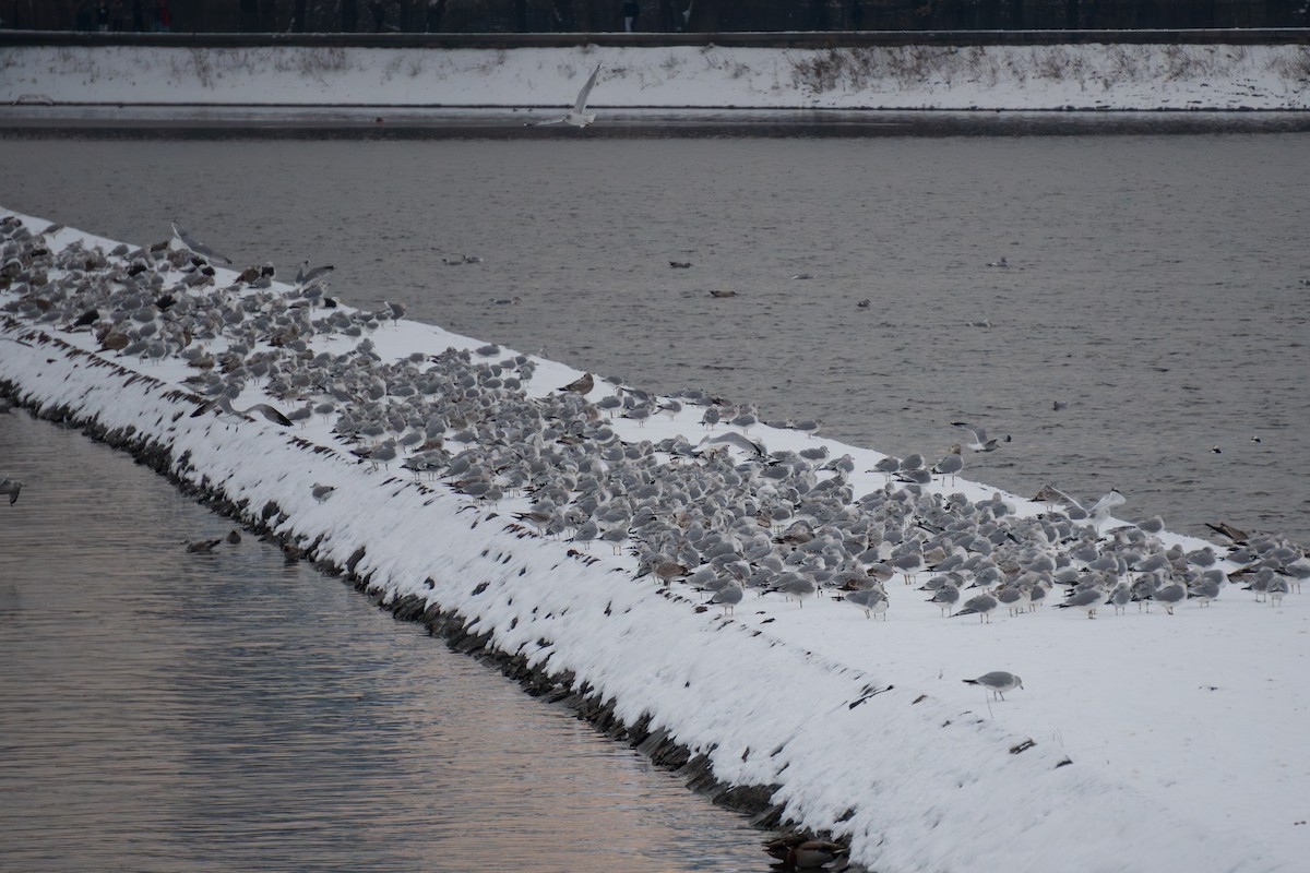 Larinae sp. - ML647745689