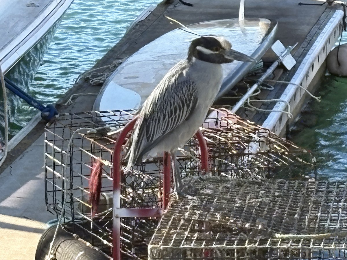 kvakoš žlutočelý - ML647745690