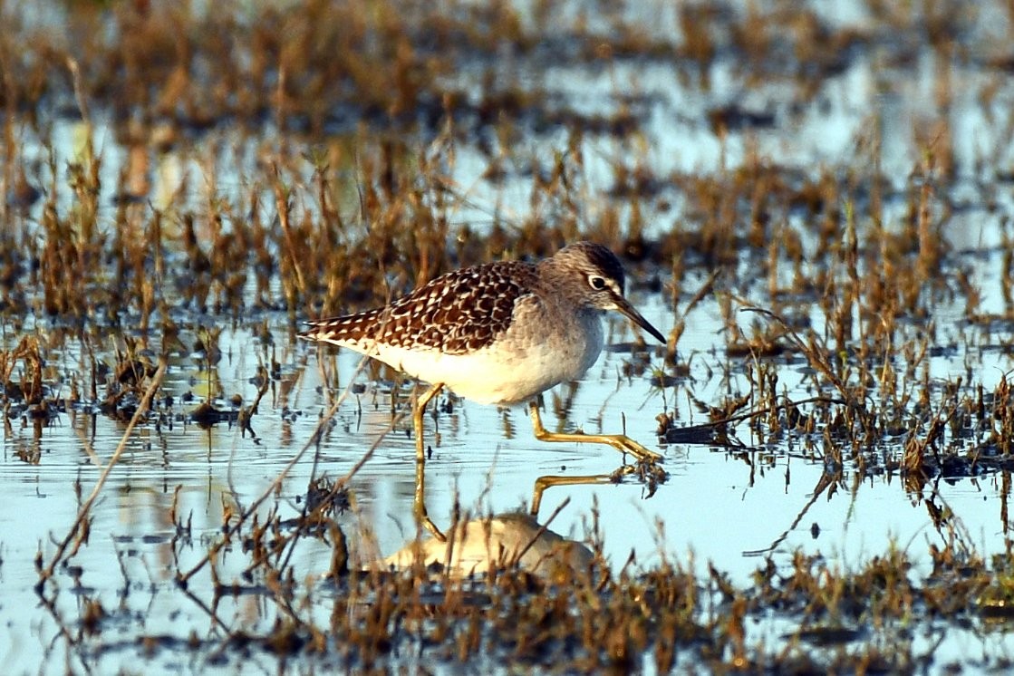 vodouš bahenní - ML647745693