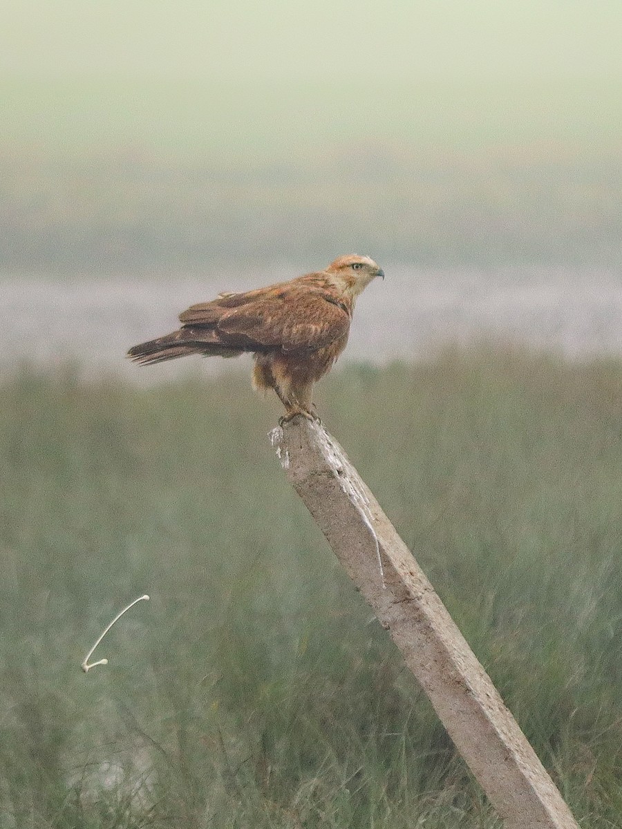 káně bělochvostá - ML647745700