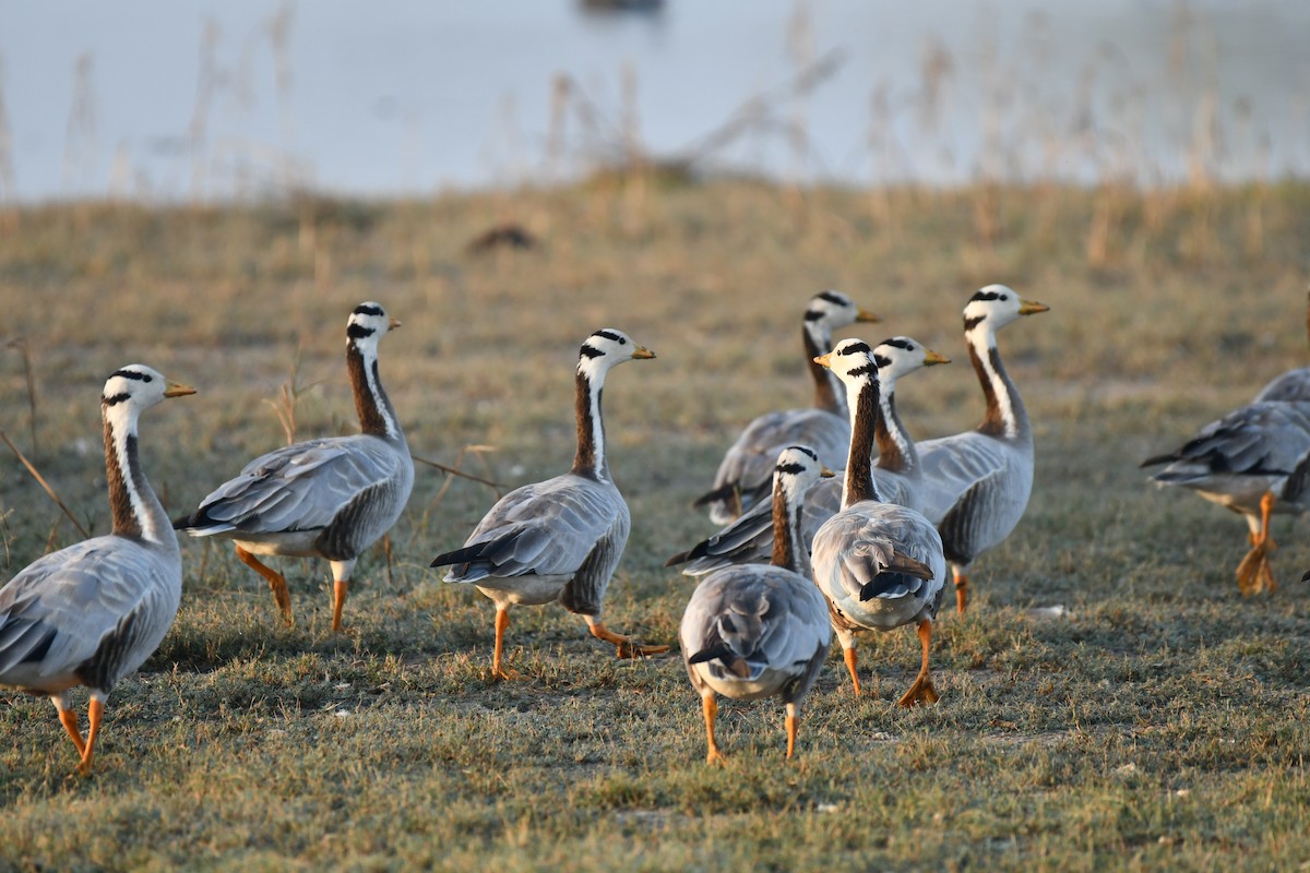 Bar-headed Goose - ML647745713