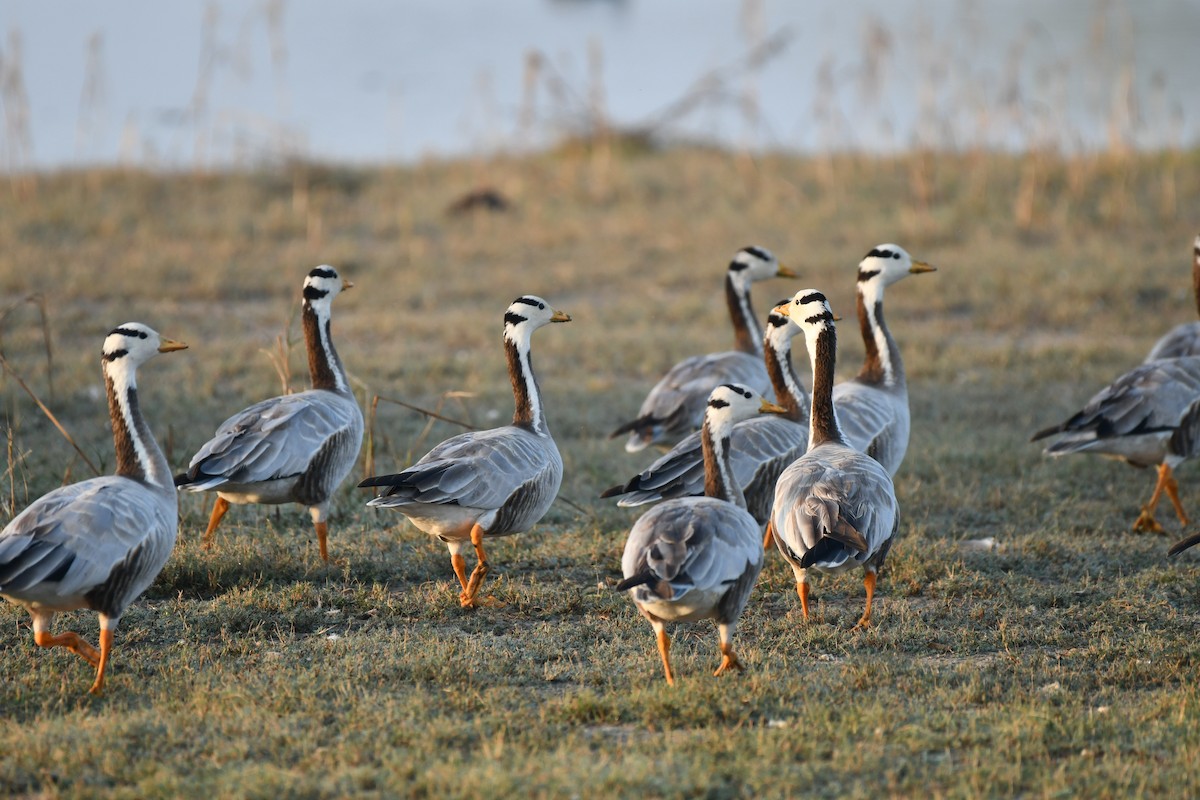 Bar-headed Goose - ML647745714