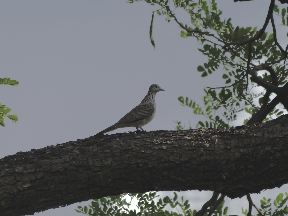 Géopélie zébrée - ML647745762