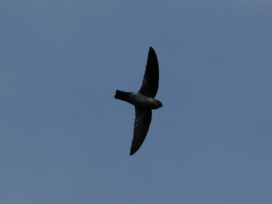 Salangane des Philippines - ML647745767