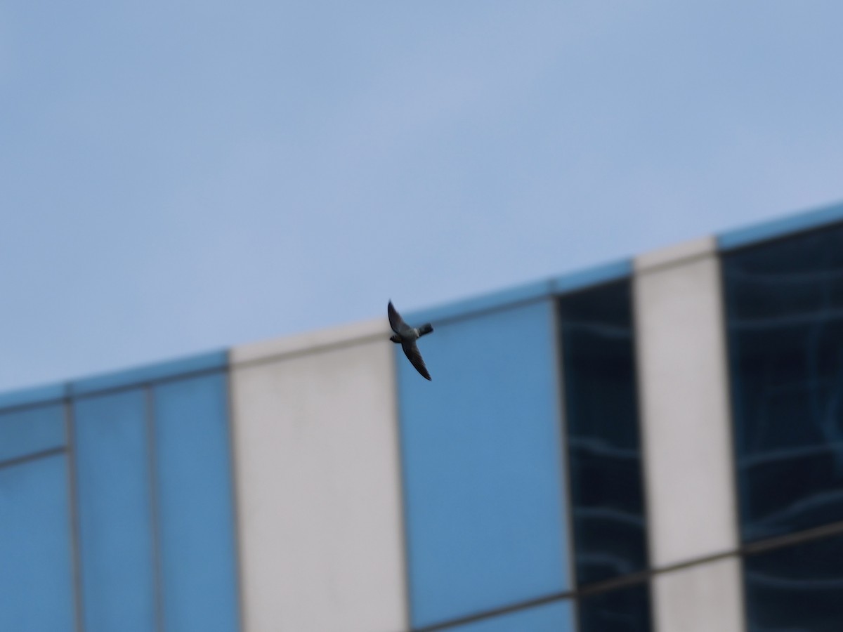 Salangane des Philippines - ML647745768