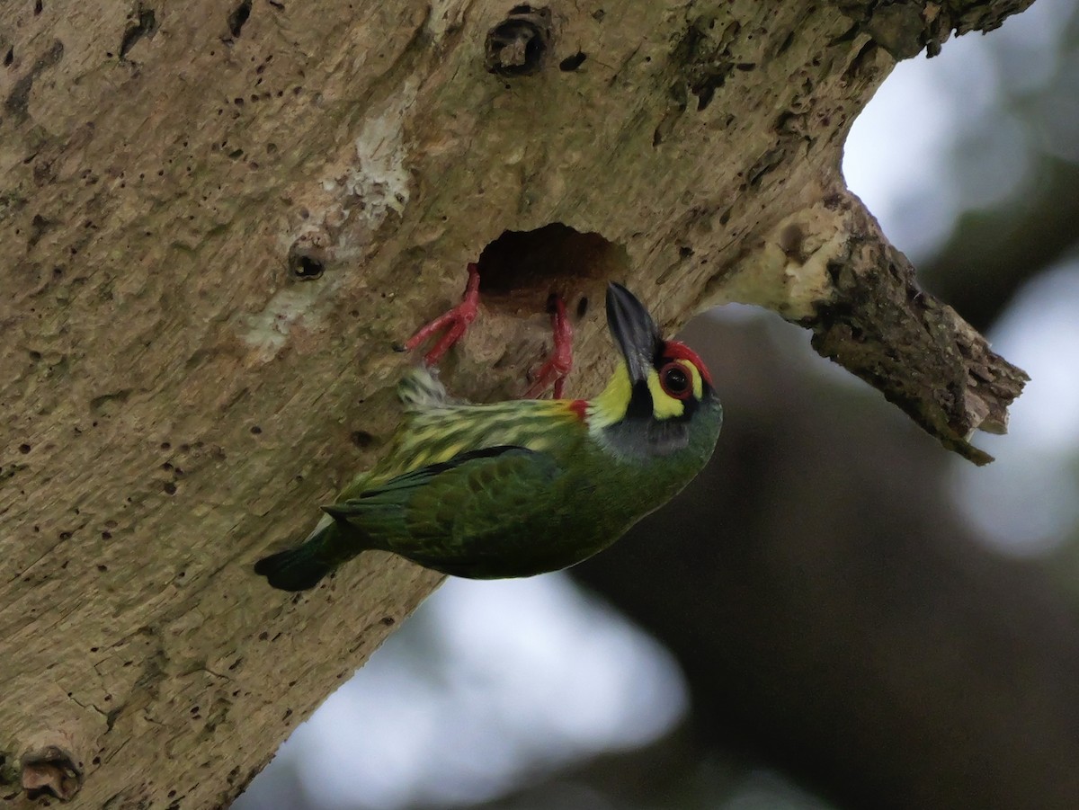 Barbu à plastron rouge - ML647745774