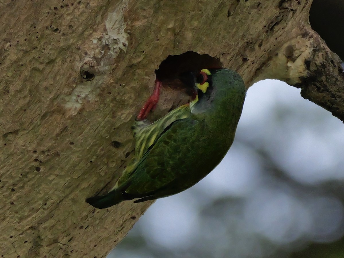 Barbu à plastron rouge - ML647745775