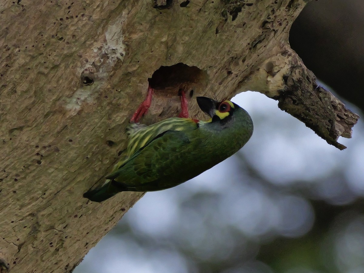 Barbu à plastron rouge - ML647745776