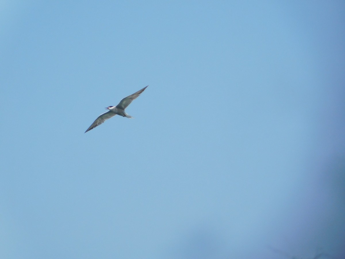 Common Tern (longipennis) - ML647745780