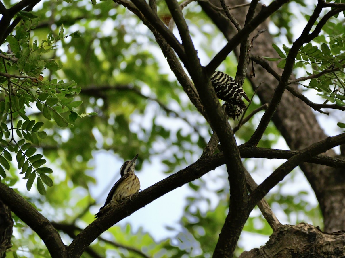 Pic des Philippines - ML647745791