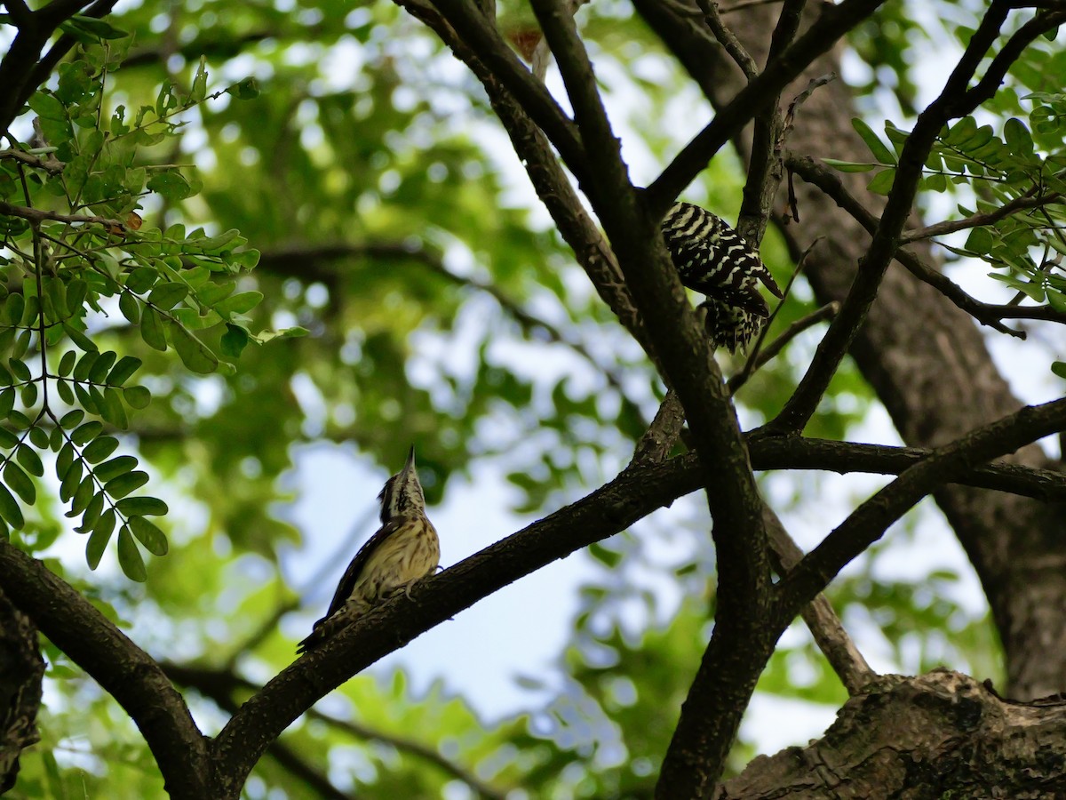 Pic des Philippines - ML647745792