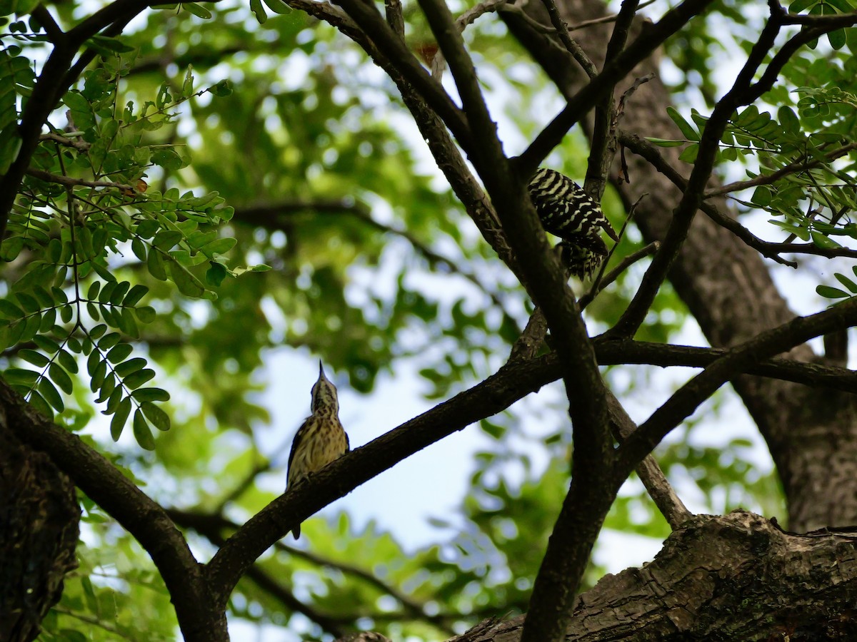 Pic des Philippines - ML647745793